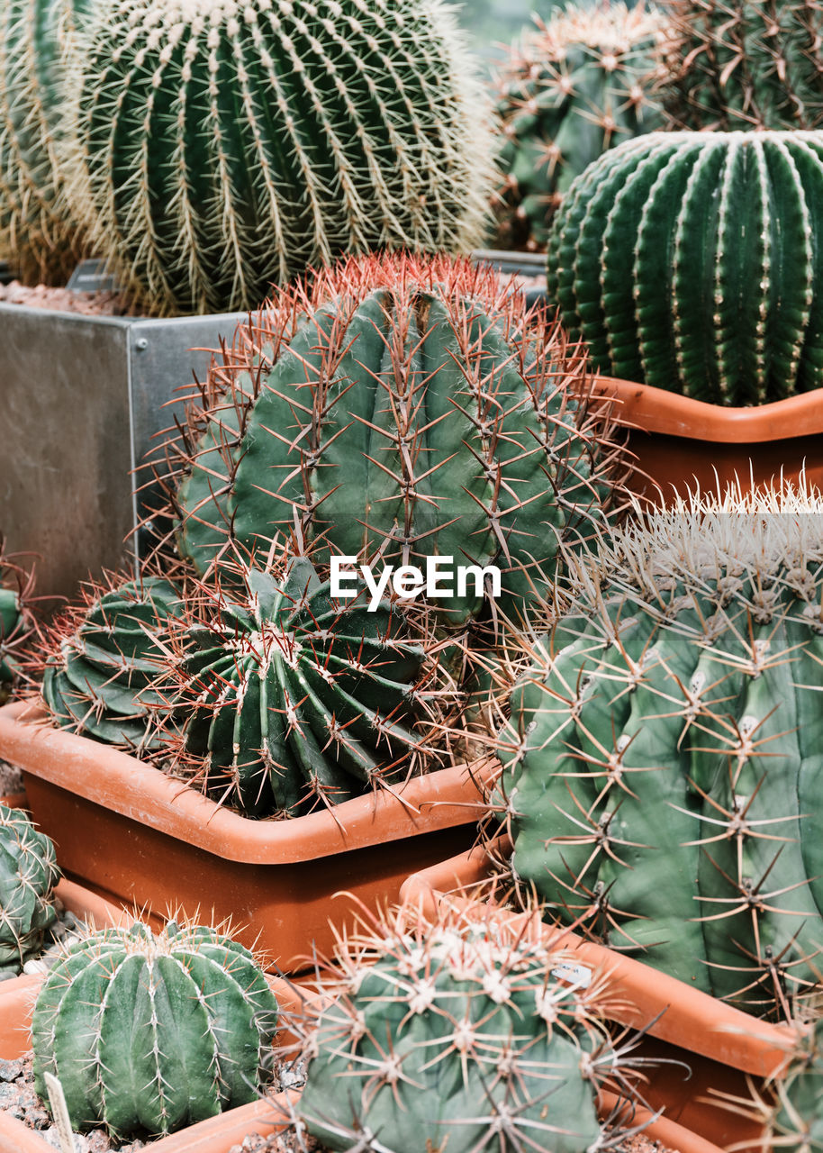 HIGH ANGLE VIEW OF SUCCULENT PLANT ON POTTED PLANTS