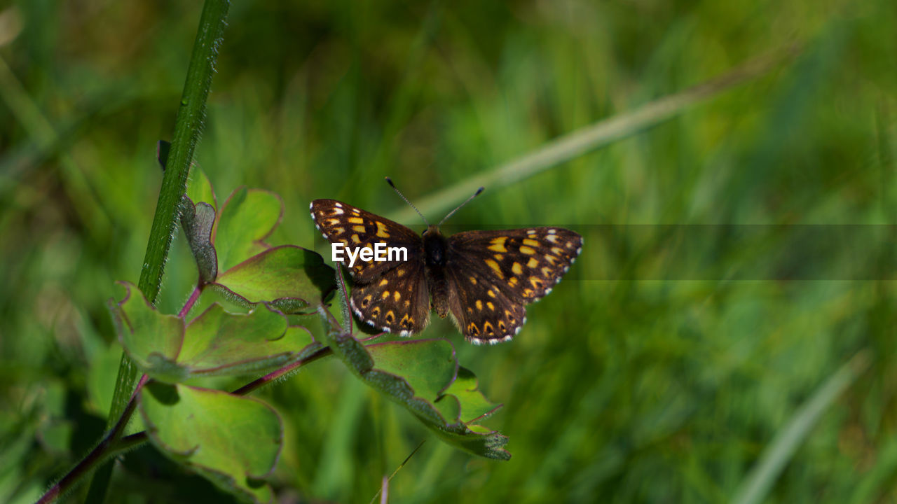 animal themes, animal wildlife, animal, insect, butterfly, wildlife, animal wing, one animal, beauty in nature, plant, nature, moths and butterflies, animal body part, close-up, no people, macro photography, green, flower, plant part, prairie, monarch butterfly, leaf, outdoors, environment, focus on foreground, perching, grass, fragility, summer, day, side view