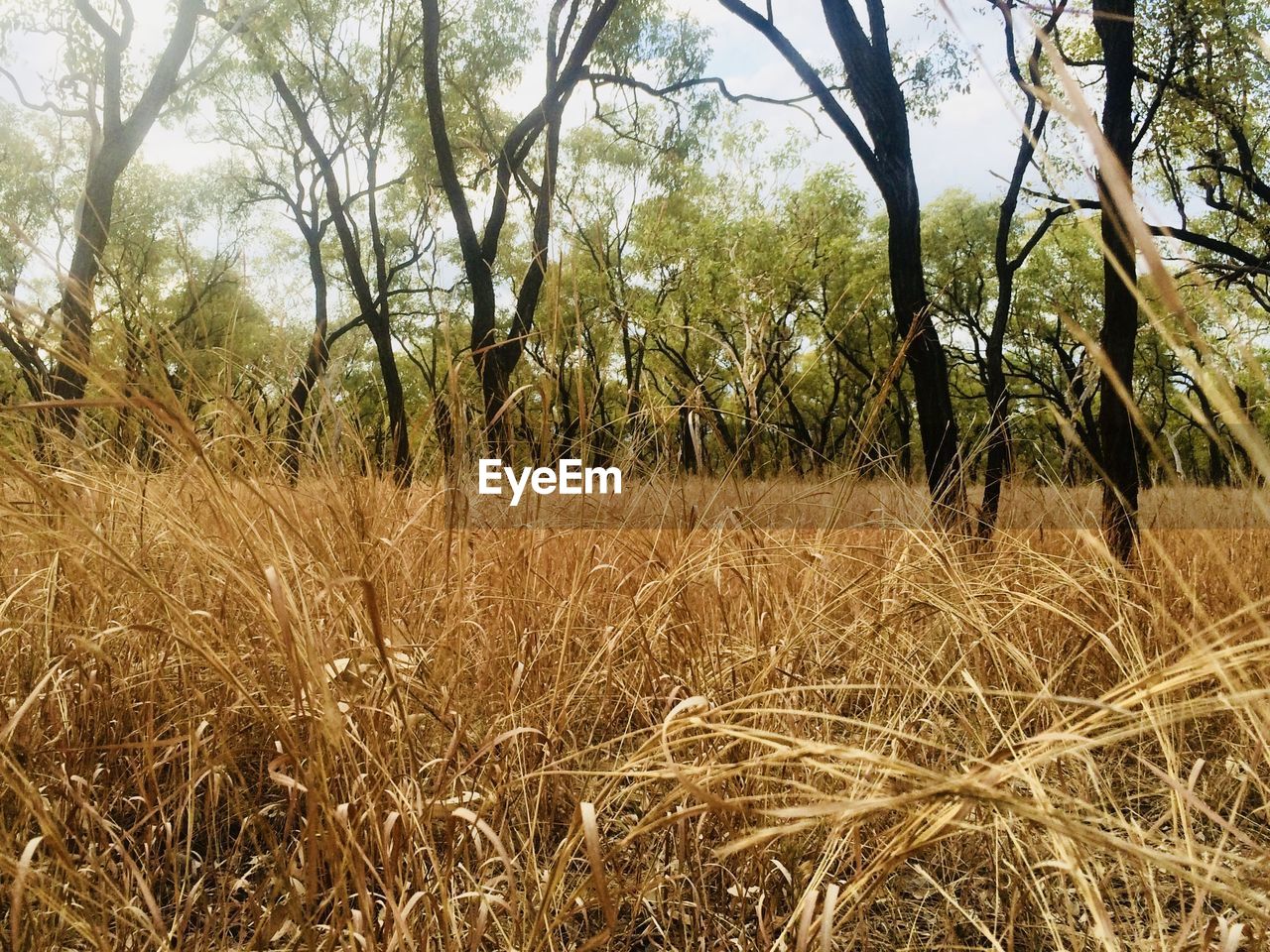 TREES GROWING IN FIELD