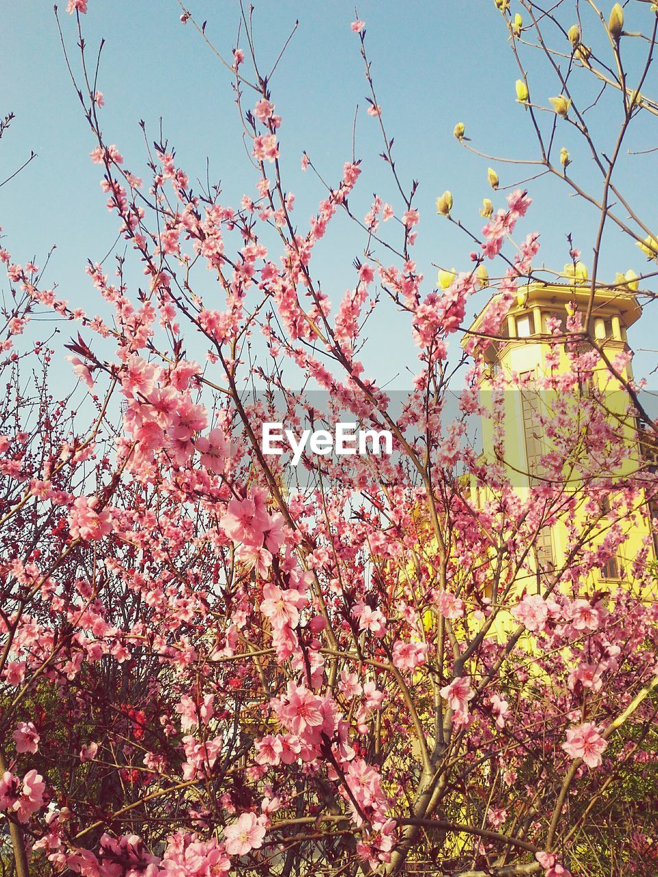 LOW ANGLE VIEW OF FLOWER TREE AGAINST SKY