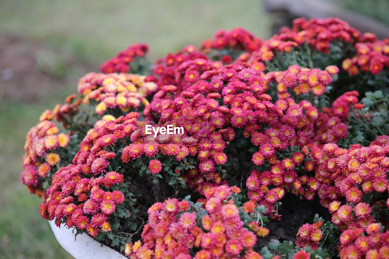 CLOSE-UP OF FLOWERING PLANTS