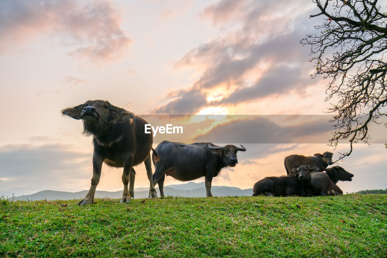 HORSES ON A FIELD