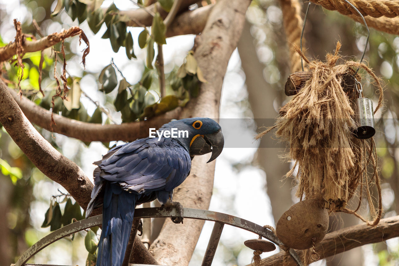 BIRDS PERCHING ON TREE