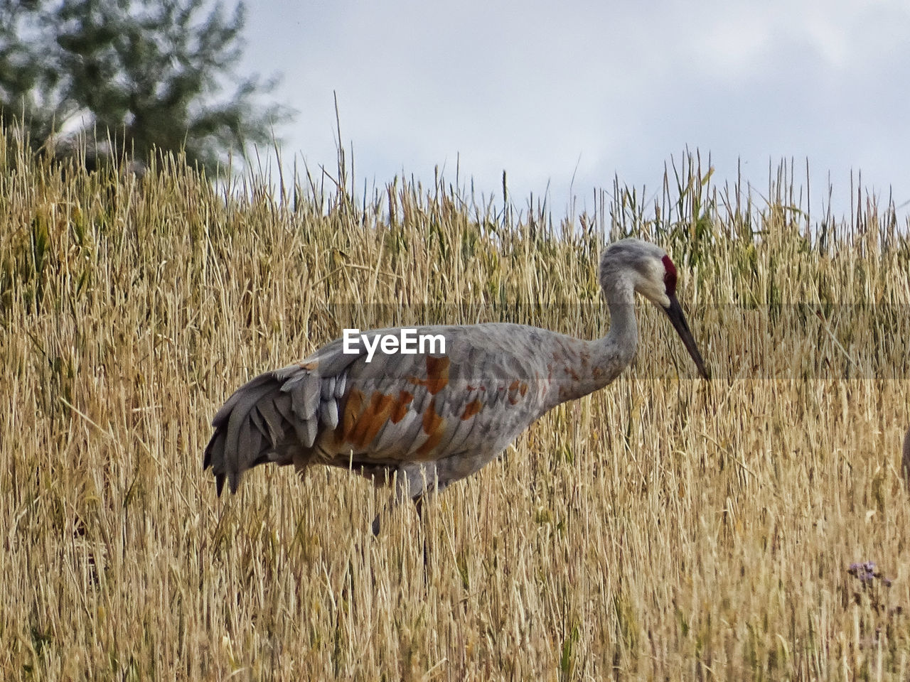 Wildlife Sandhill Crane Bird Animal Themes Sky Grass Animal Neck Beak