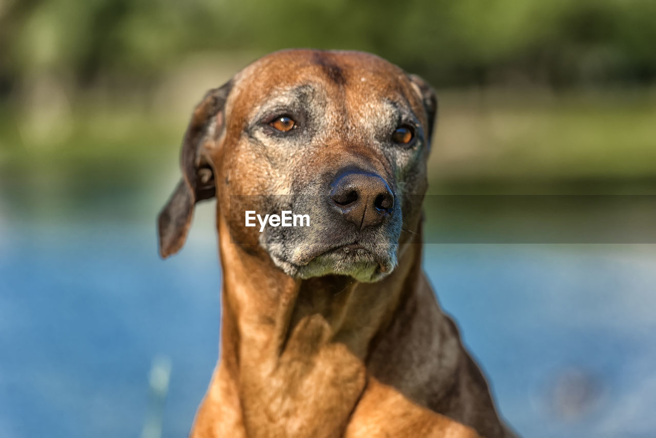 CLOSE-UP OF A DOG