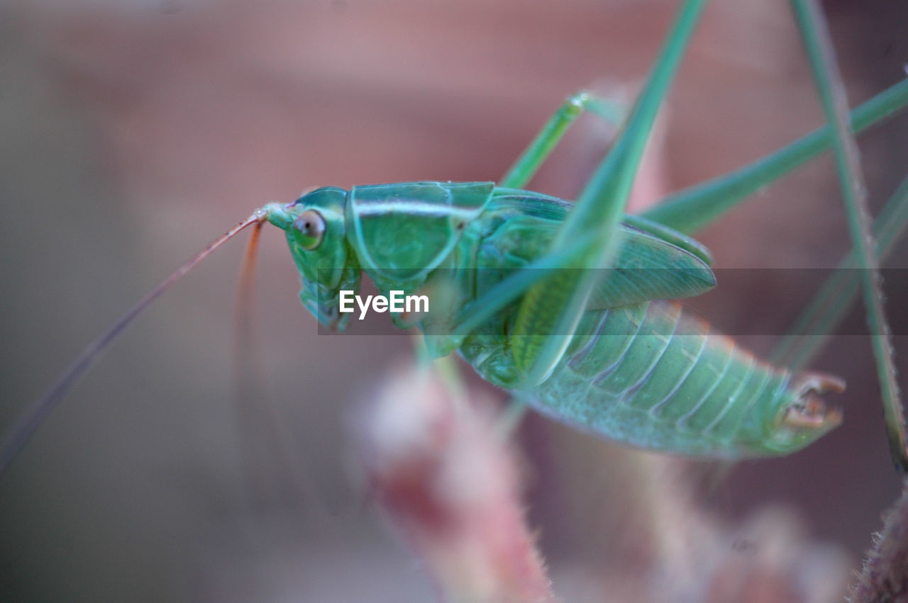 Close-up of grasshopper