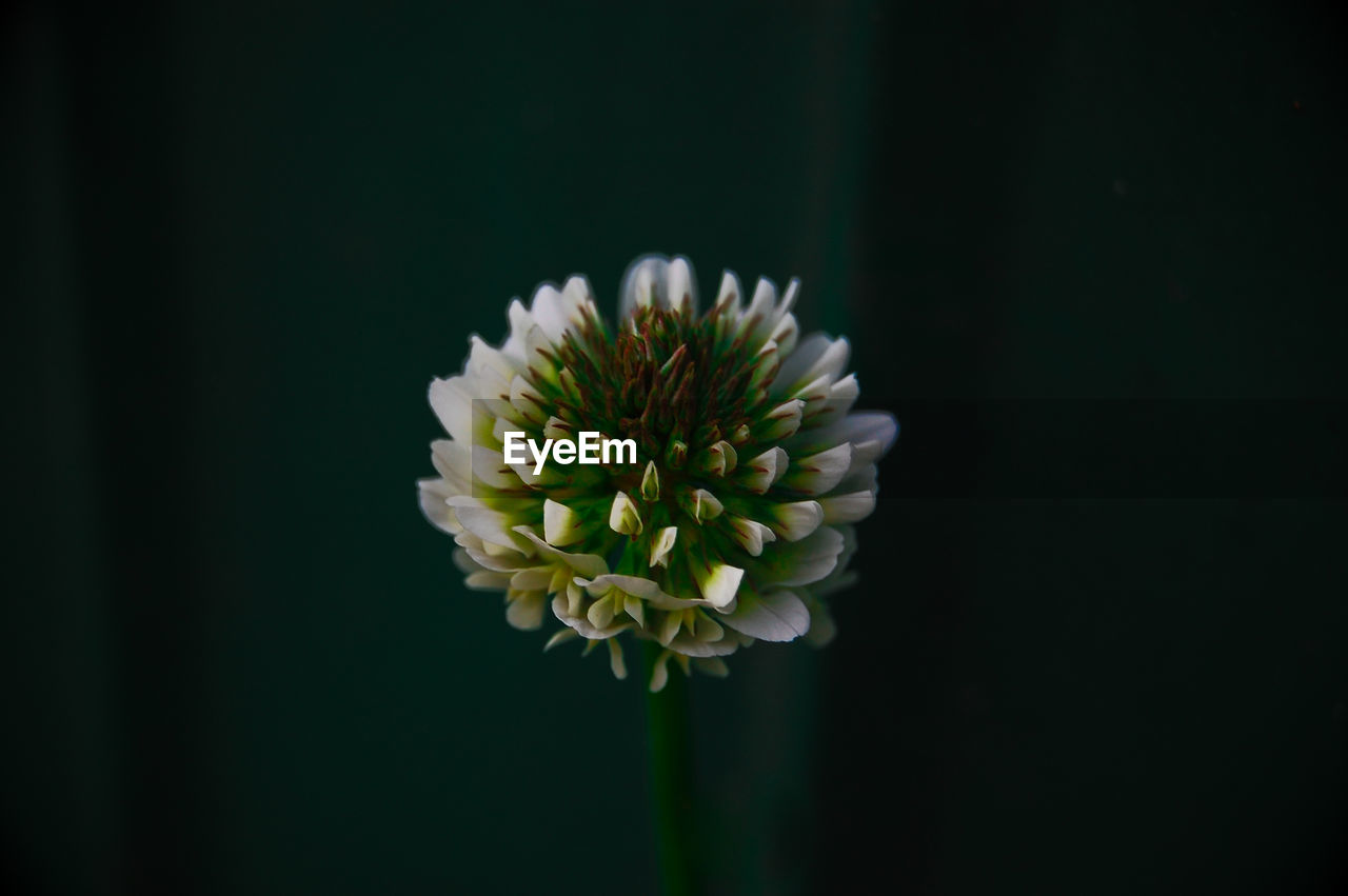 Close-up of white flowering plant against black background