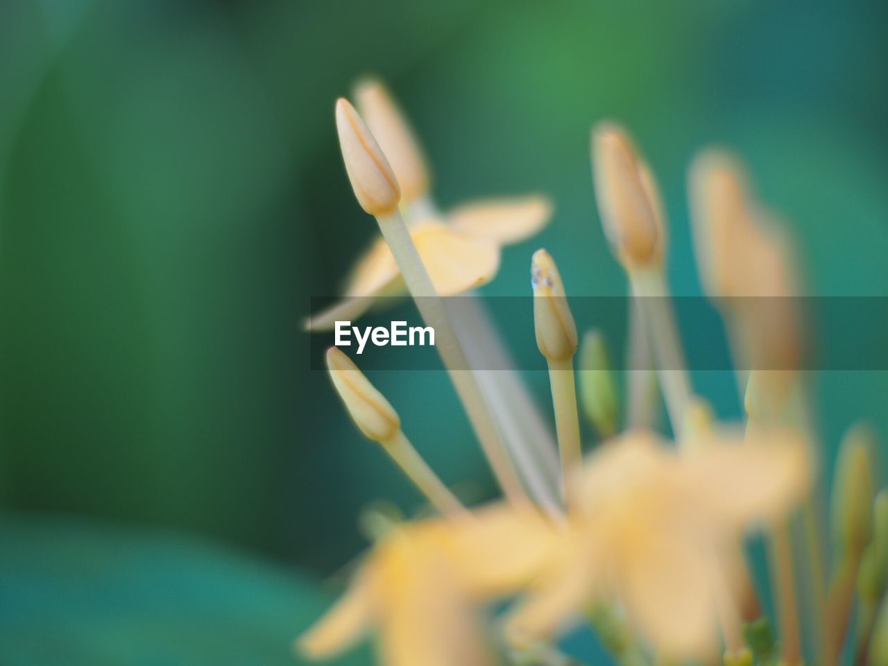 Close-up of flowering plant