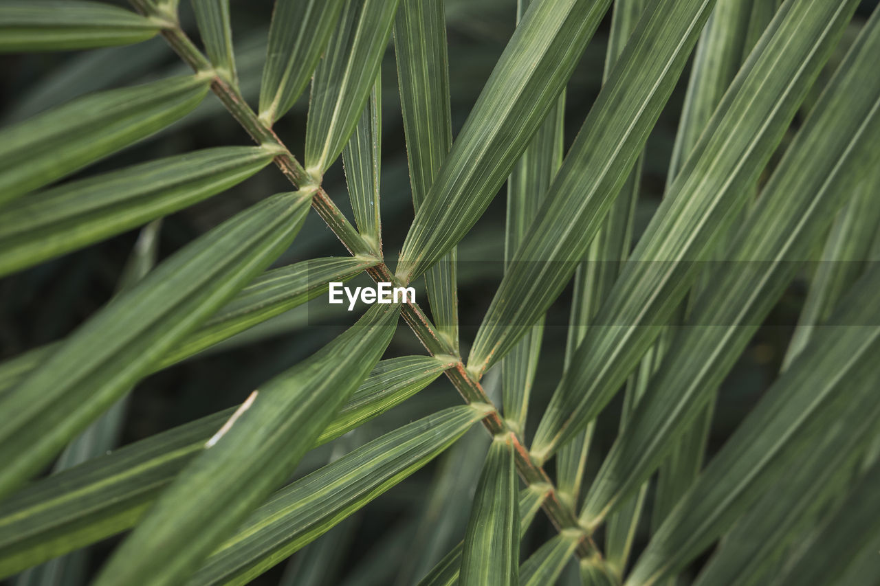 plant, tree, green, grass, growth, nature, close-up, leaf, plant part, beauty in nature, no people, branch, backgrounds, plant stem, full frame, palm tree, flower, outdoors, day, land, agriculture, palm leaf, tropical climate, twig, lawn, focus on foreground, crop, food and drink