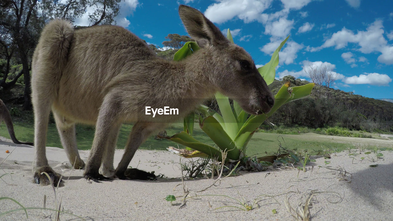 Low-angle view of a young eastern grey kangaroo at a beach in australia.