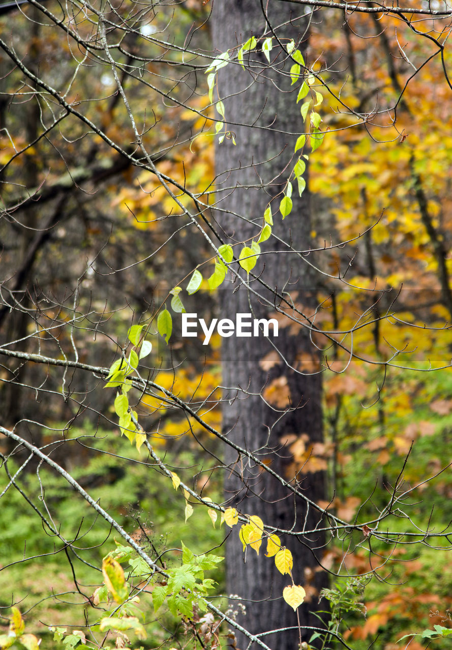 PLANT IN FOREST