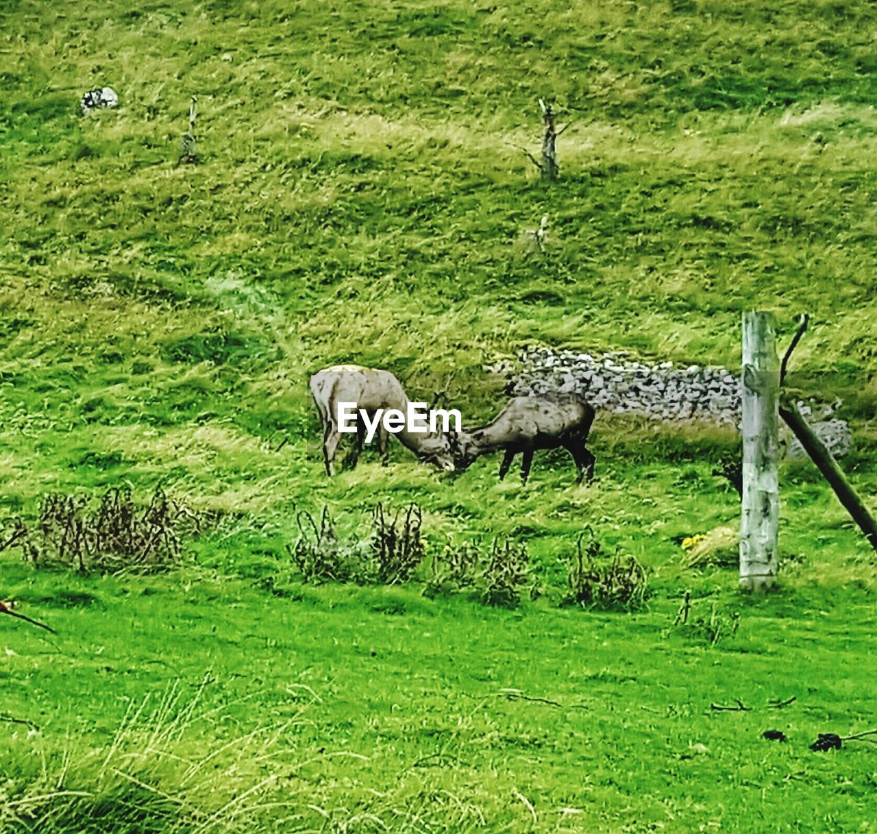 SHEEP GRAZING IN PASTURE