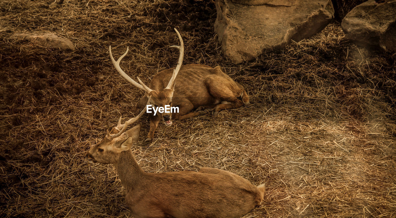 DEER IN FIELD