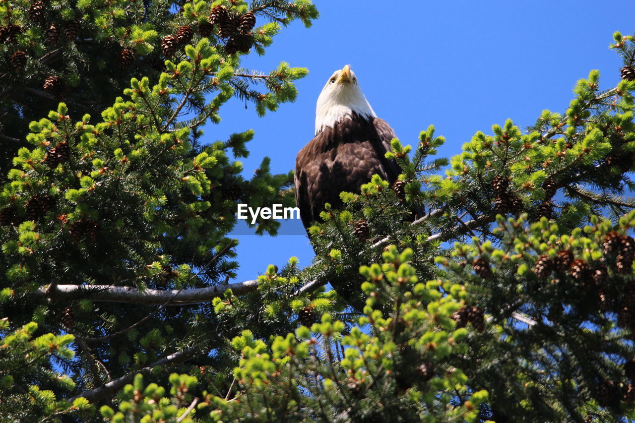 Low angle view of eagle perching on tree