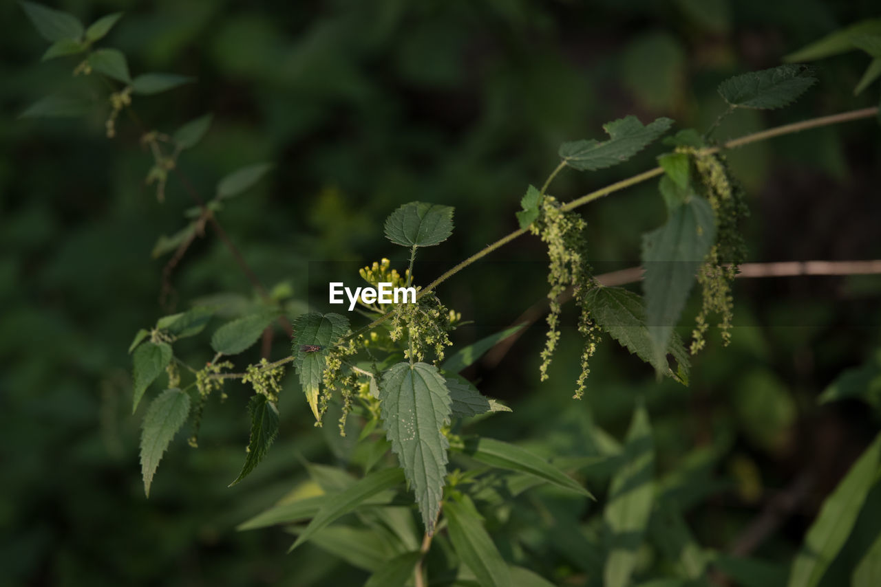 CLOSE-UP OF FRESH GREEN PLANTS