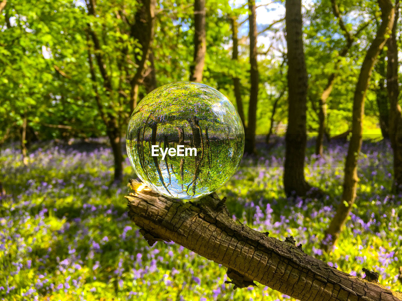 Close-up of crystal photo ball on tree trunk in bluebell wood