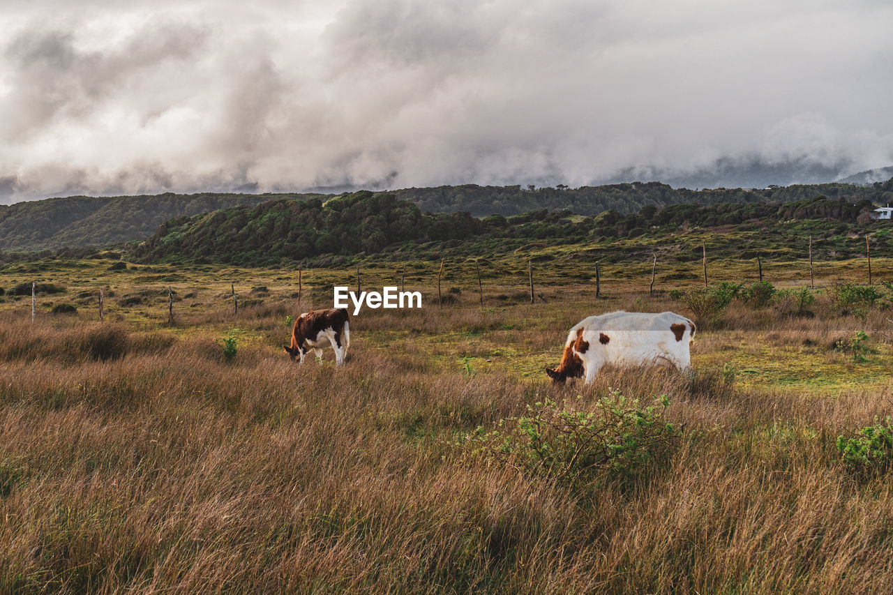 Cows grazing on field