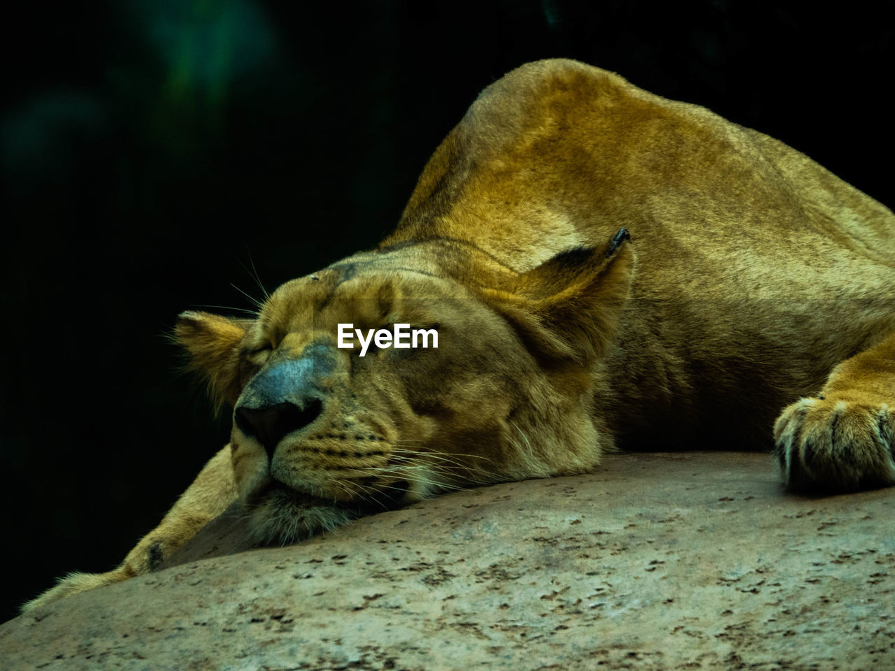 Close-up of lioness sleeping on rock