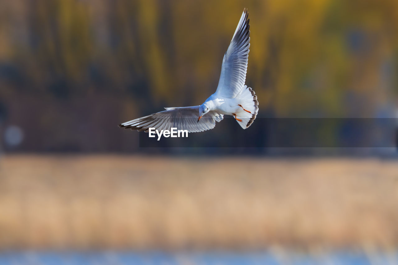 Seagull flying outdoors