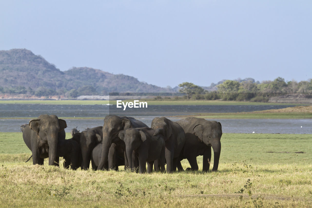 VIEW OF ELEPHANT IN FIELD