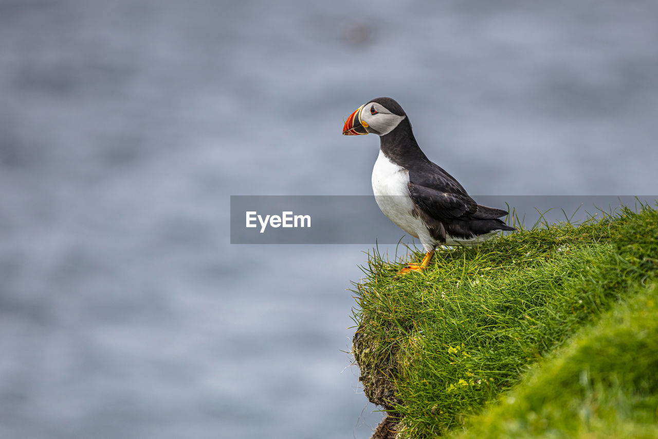 Close-up- of puffin perching on land