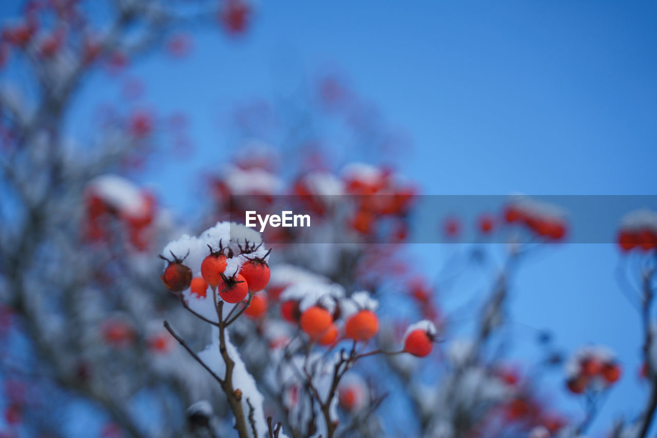 plant, nature, flower, freshness, beauty in nature, tree, fruit, no people, food, flowering plant, focus on foreground, growth, sky, blossom, food and drink, branch, red, blue, close-up, healthy eating, outdoors, day, berry, macro photography, selective focus, springtime, fragility, tranquility, winter, low angle view