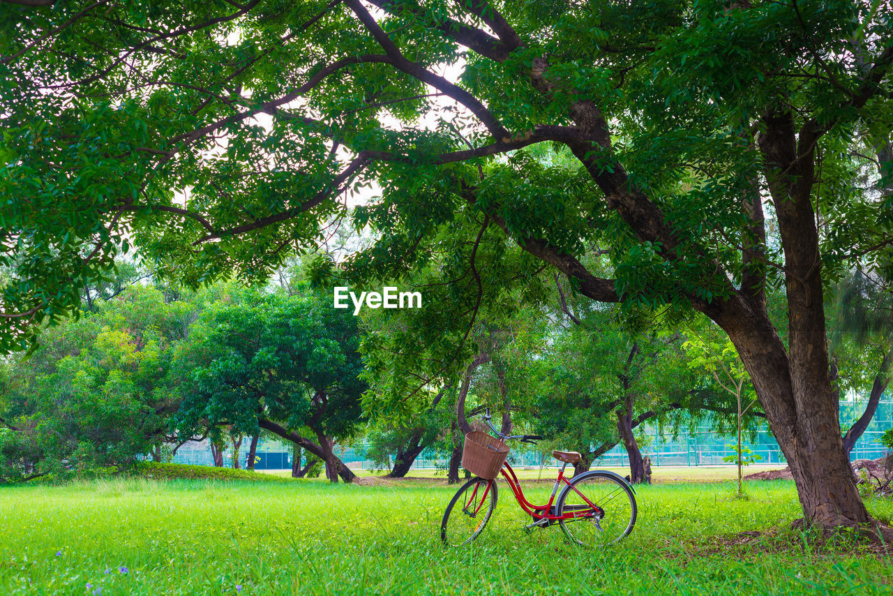 TREES ON PARK BENCH IN FIELD