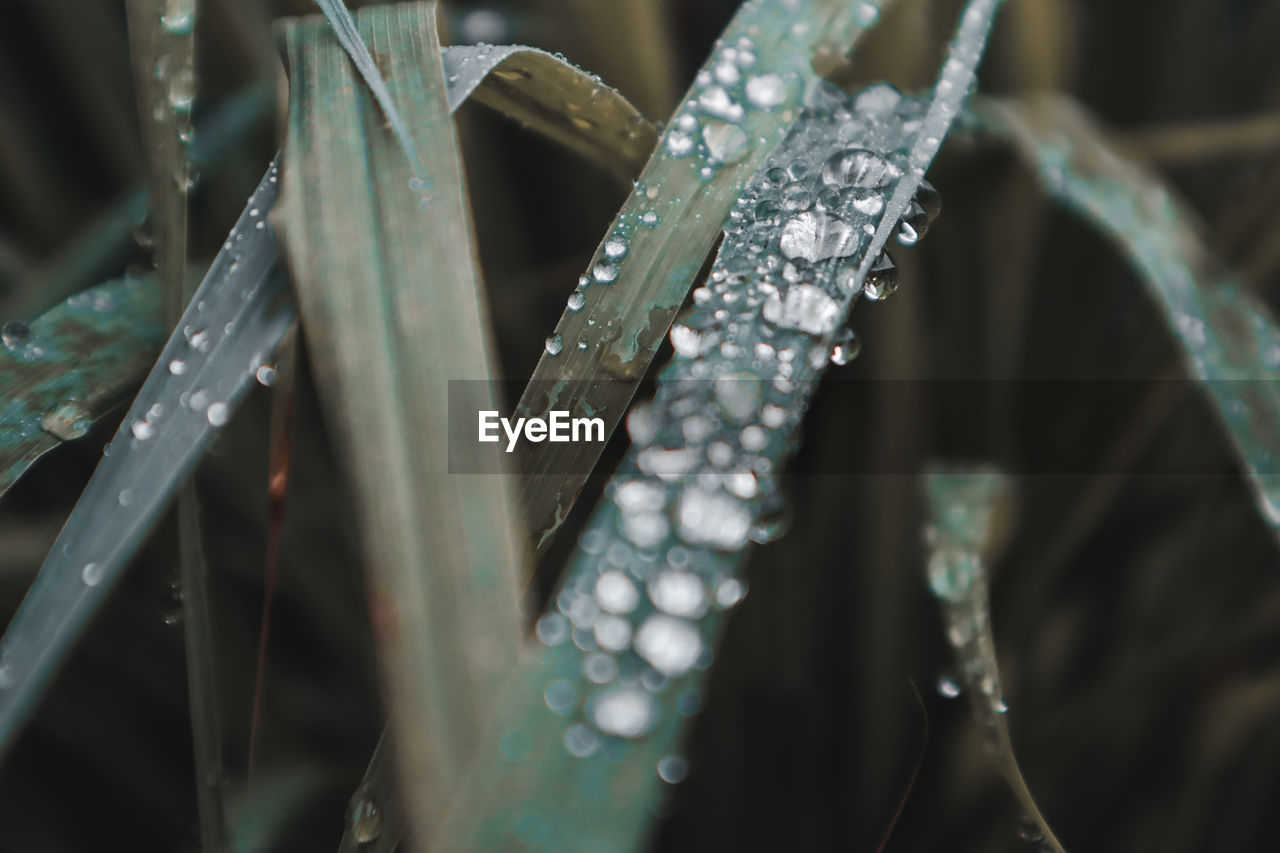 Close-up of wet plants