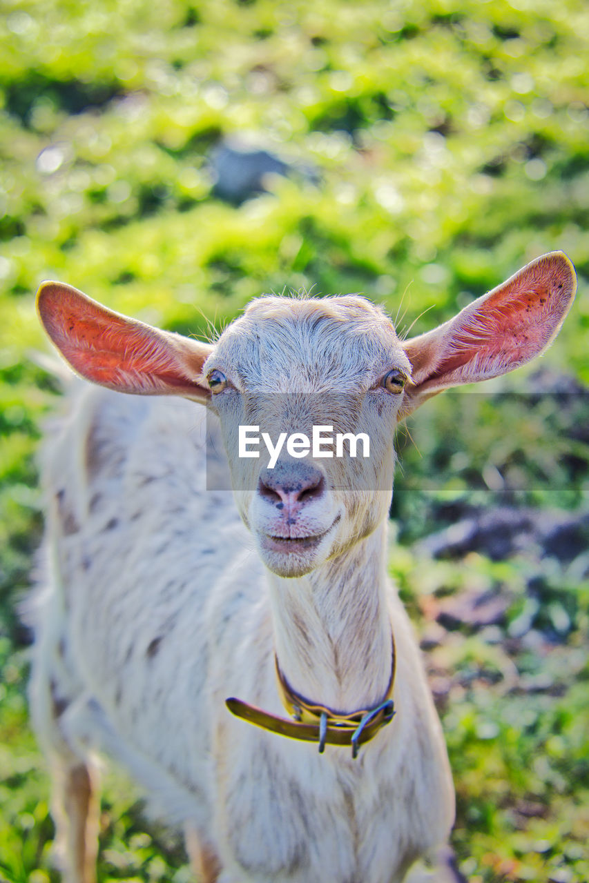 Close-up portrait of a goat on field