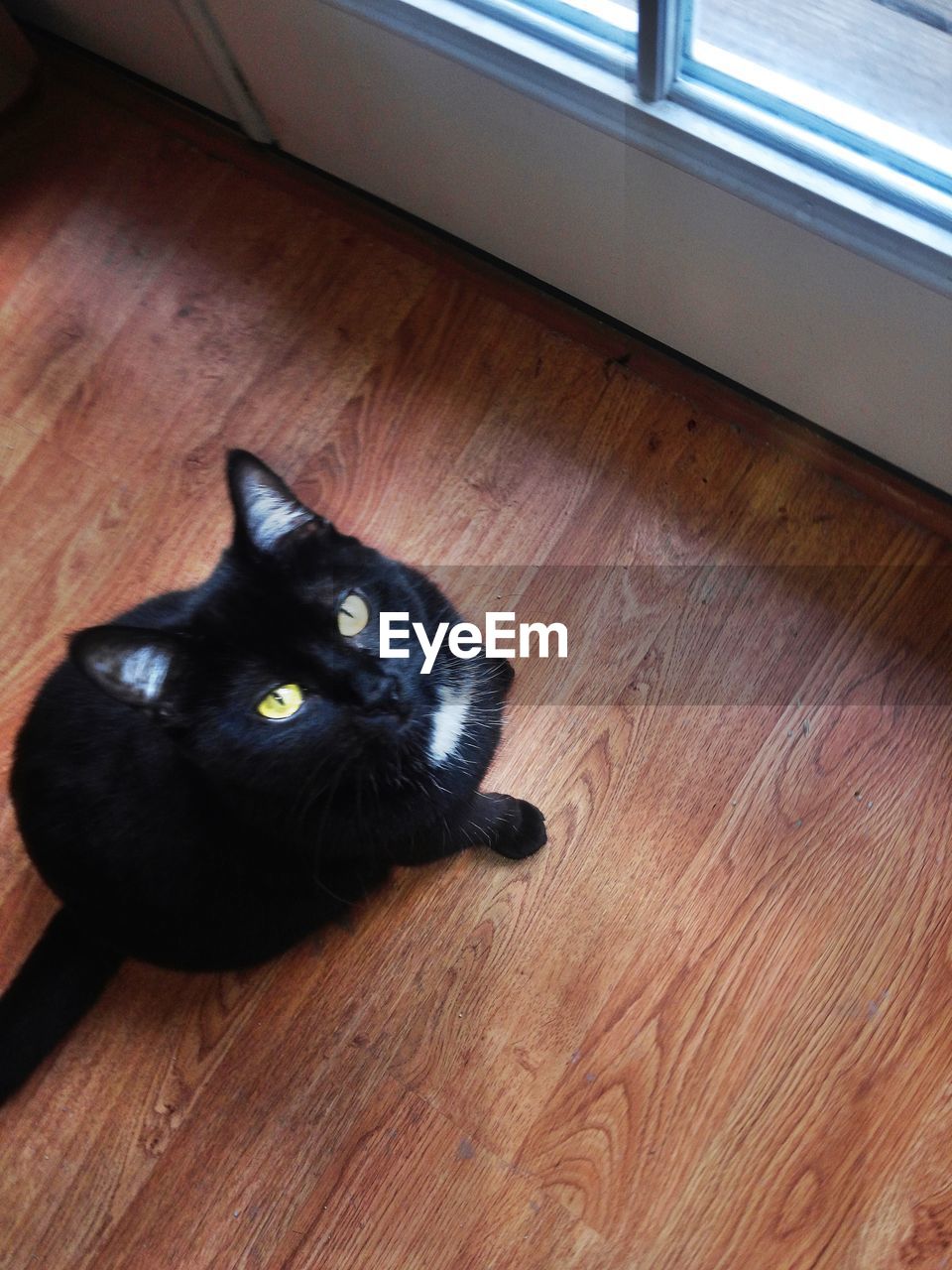 PORTRAIT OF CAT ON FLOOR