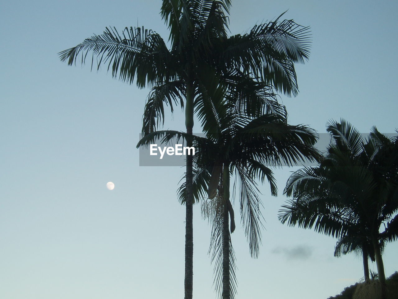 LOW ANGLE VIEW OF PALM TREE AGAINST SKY