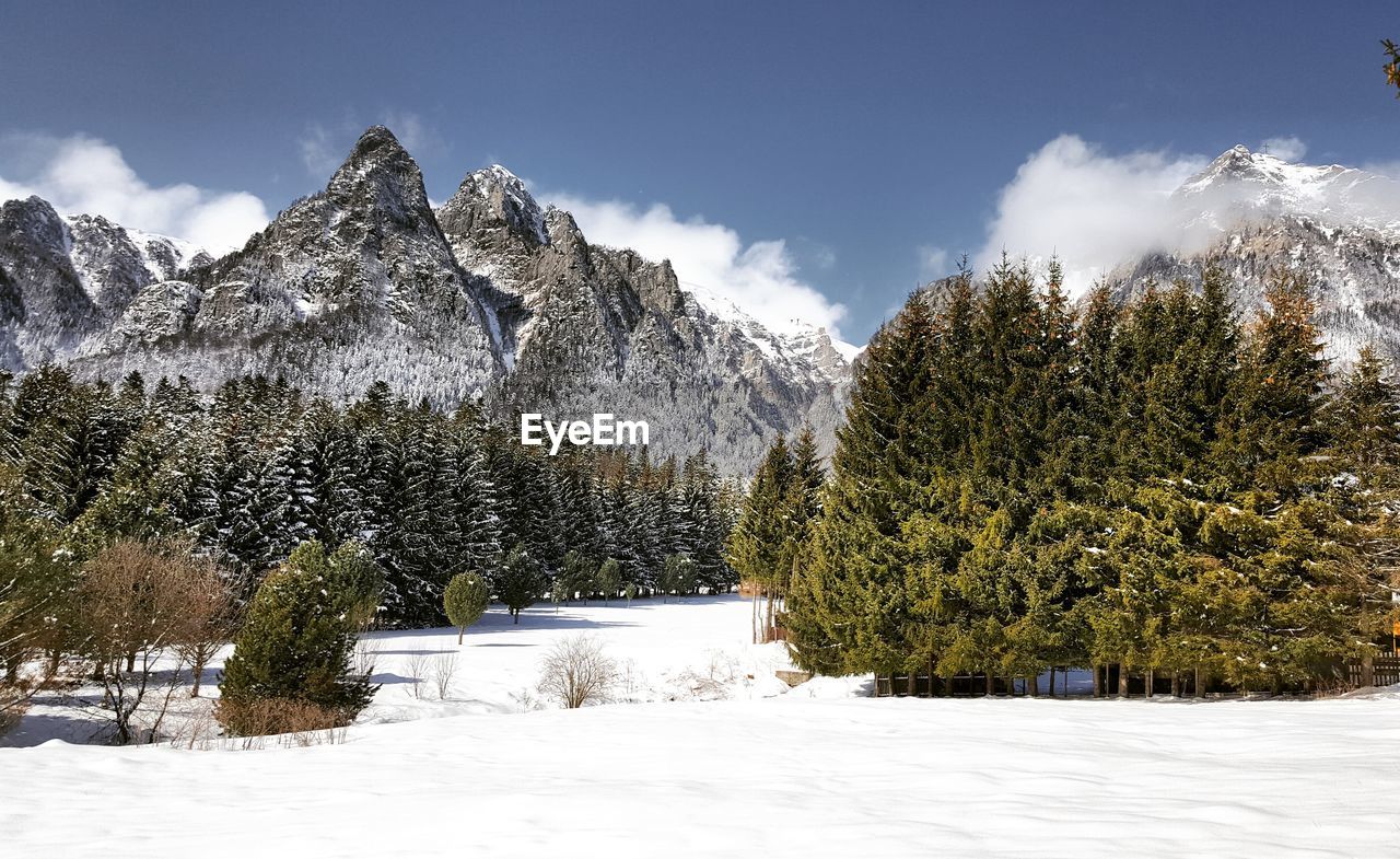 Trees on snow covered field against sky