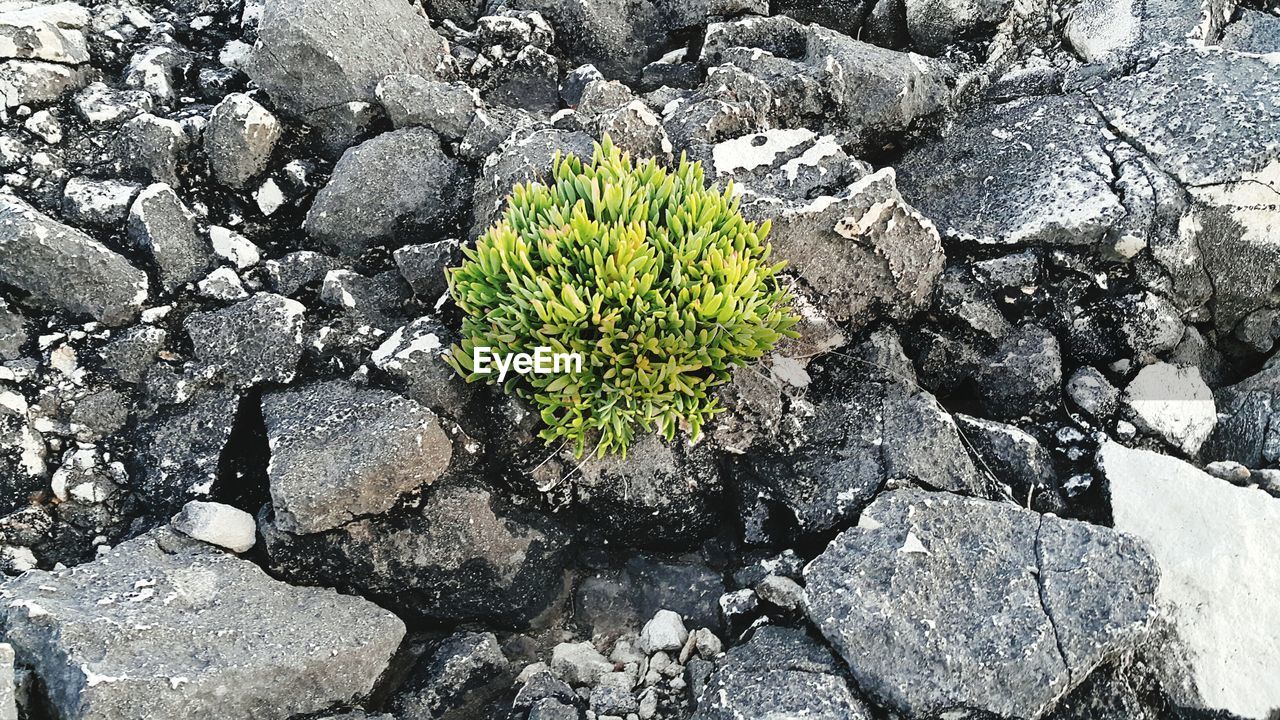 CLOSE-UP OF PLANT ON FIELD