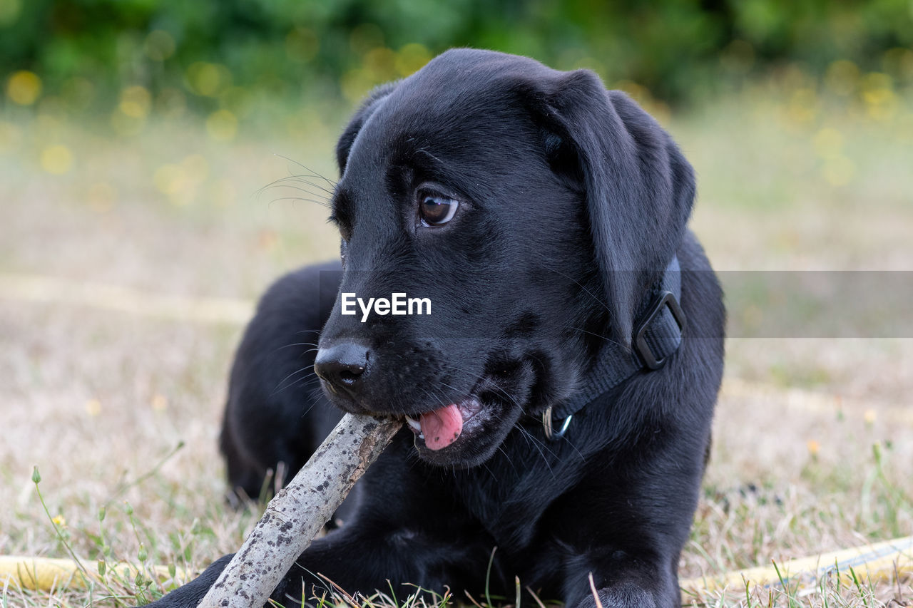 Portrait of an 11 week old black labrador playing with a stick outside in the garden