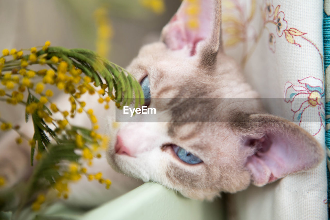 Close-up portrait of cat