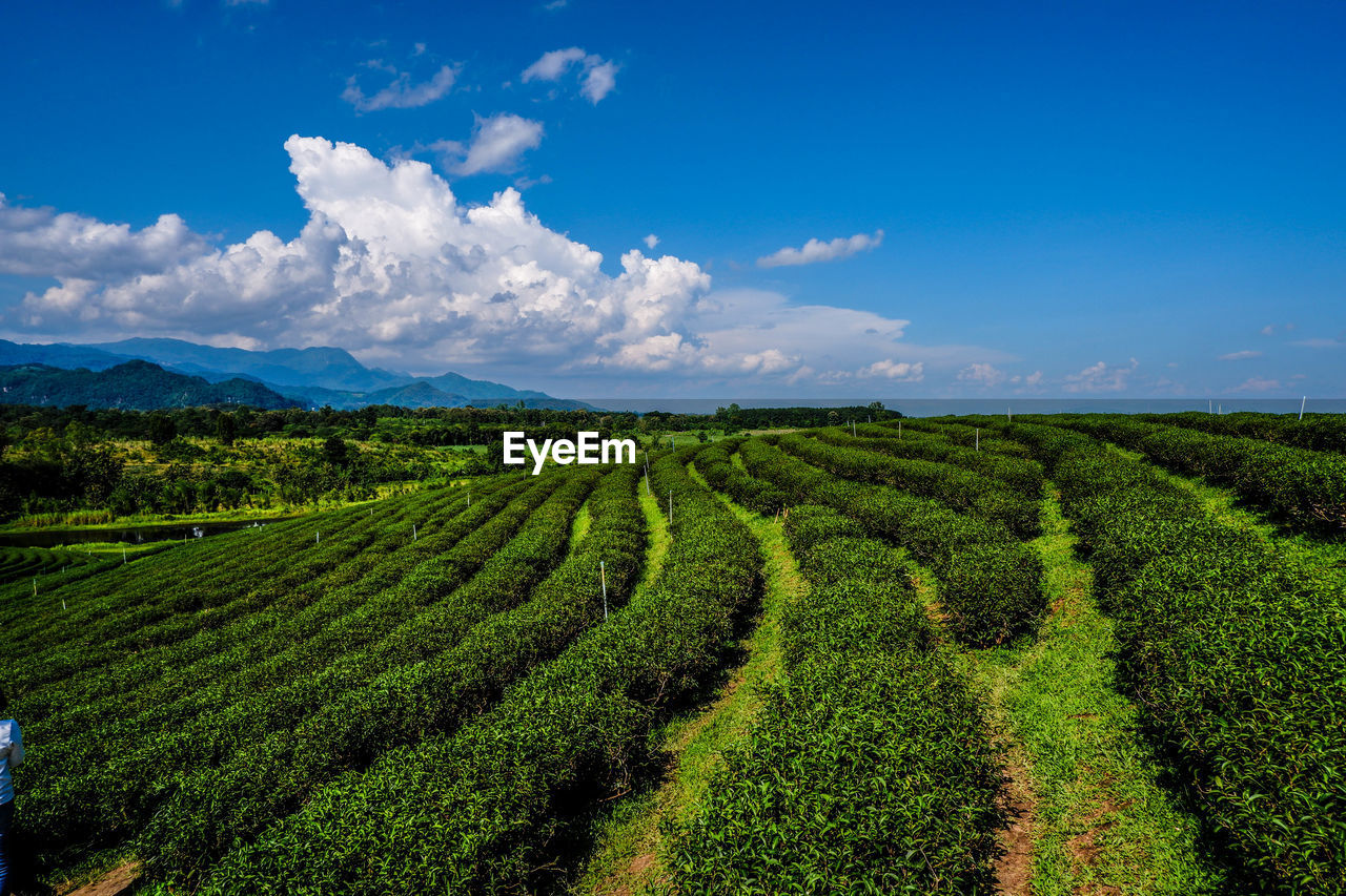 SCENIC VIEW OF RICE FIELD AGAINST SKY