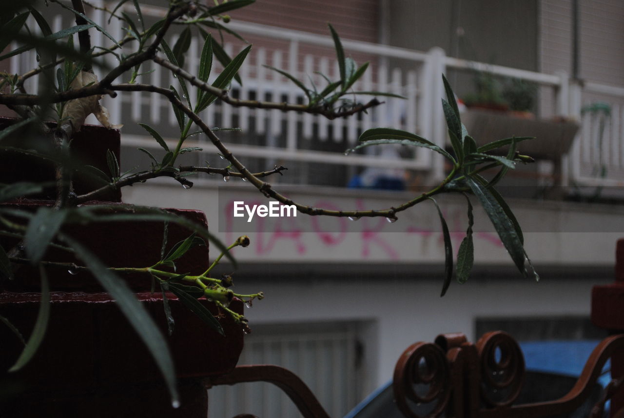 CLOSE-UP OF POTTED PLANT IN BUILDING