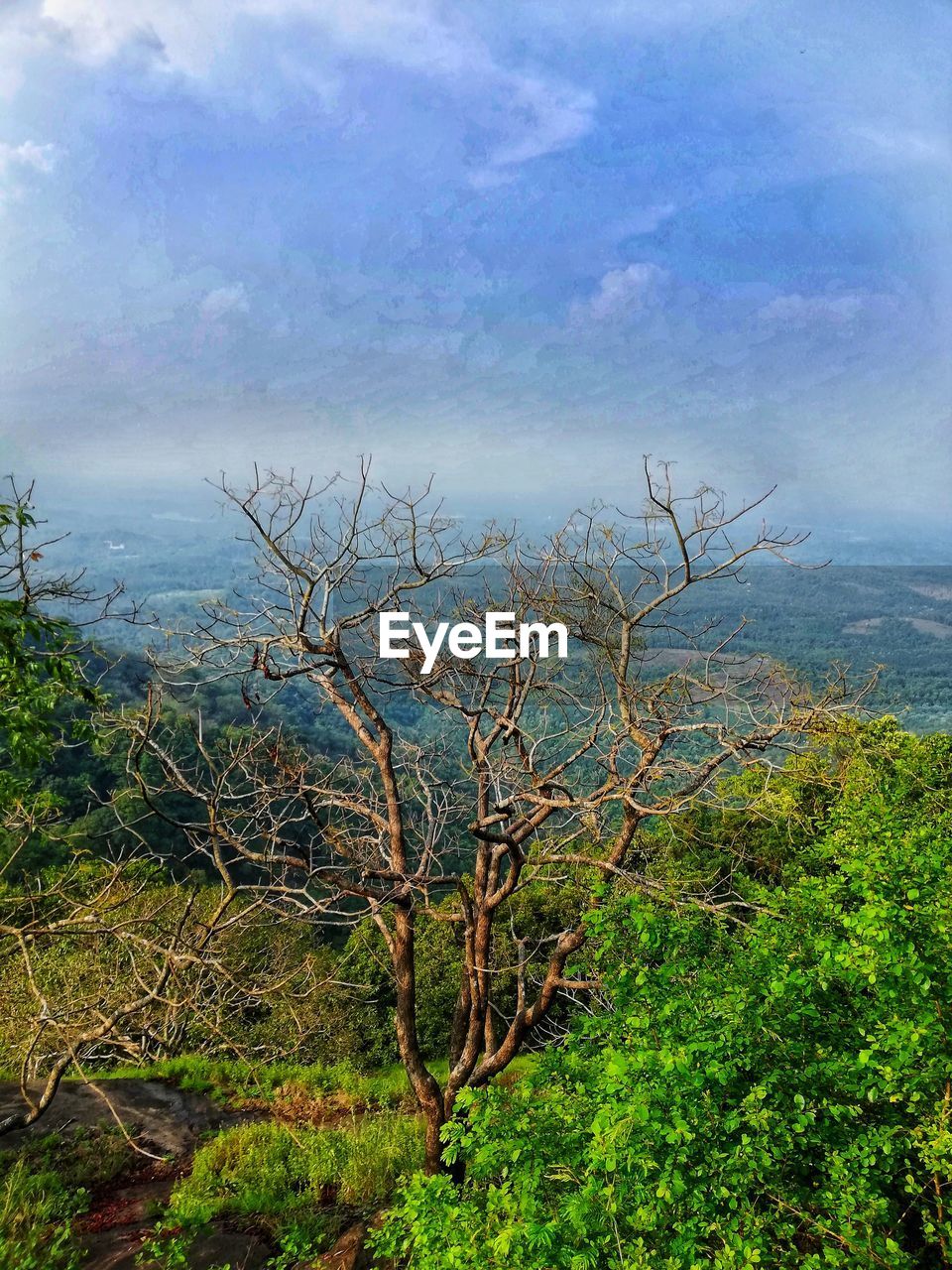 HIGH ANGLE VIEW OF PLANTS AND TREES IN FOREST