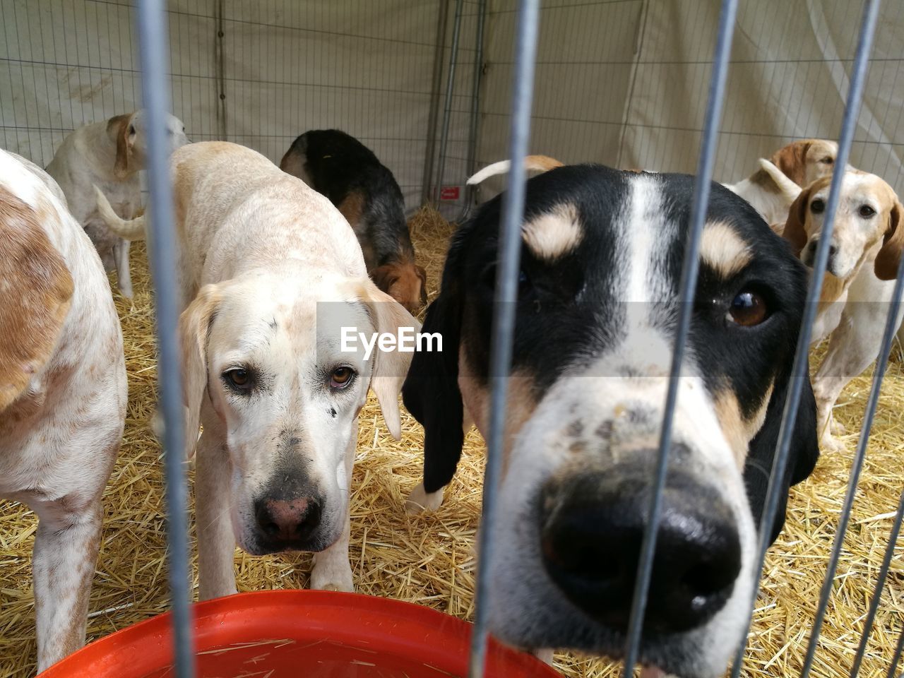 CLOSE-UP PORTRAIT OF DOGS IN PEN