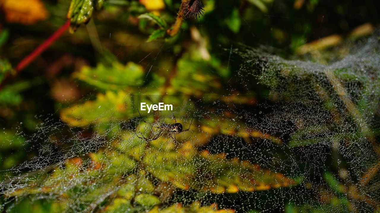 FULL FRAME SHOT OF SPIDER WEB ON PLANT