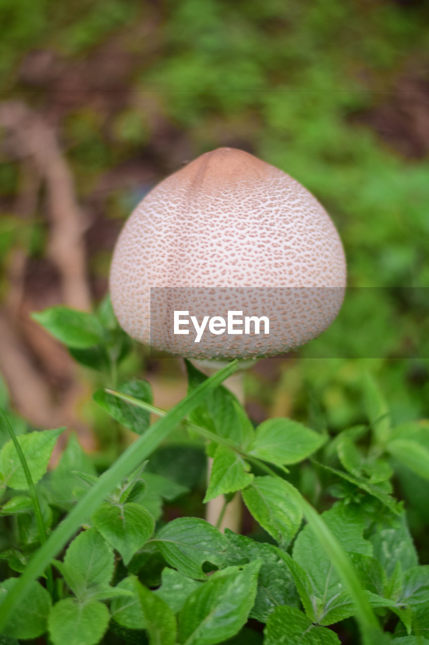 CLOSE-UP OF MUSHROOM GROWING IN FIELD