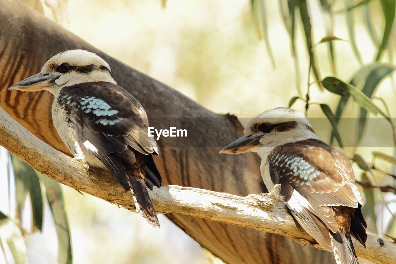 CLOSE-UP OF SPARROW PERCHING ON WOOD