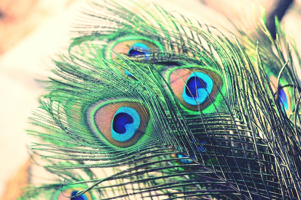 Close-up of peacock feathers