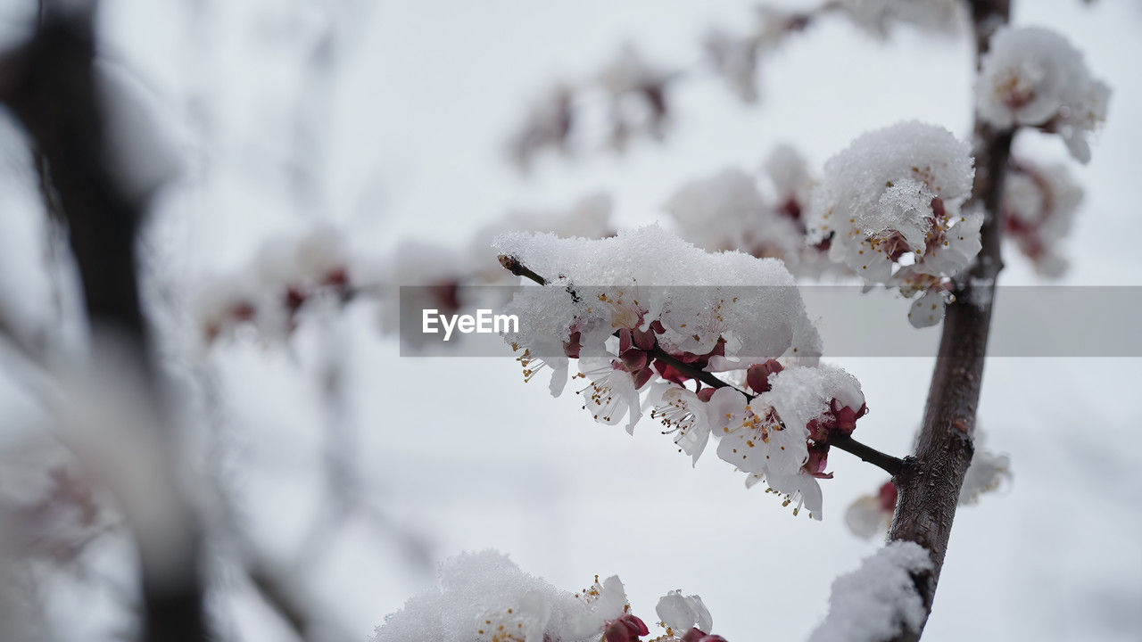 winter, snow, cold temperature, tree, plant, freezing, nature, beauty in nature, spring, branch, frost, frozen, no people, freshness, flower, day, white, fruit, outdoors, focus on foreground, ice, growth, close-up, food and drink, food, environment, selective focus, tranquility, twig, berry