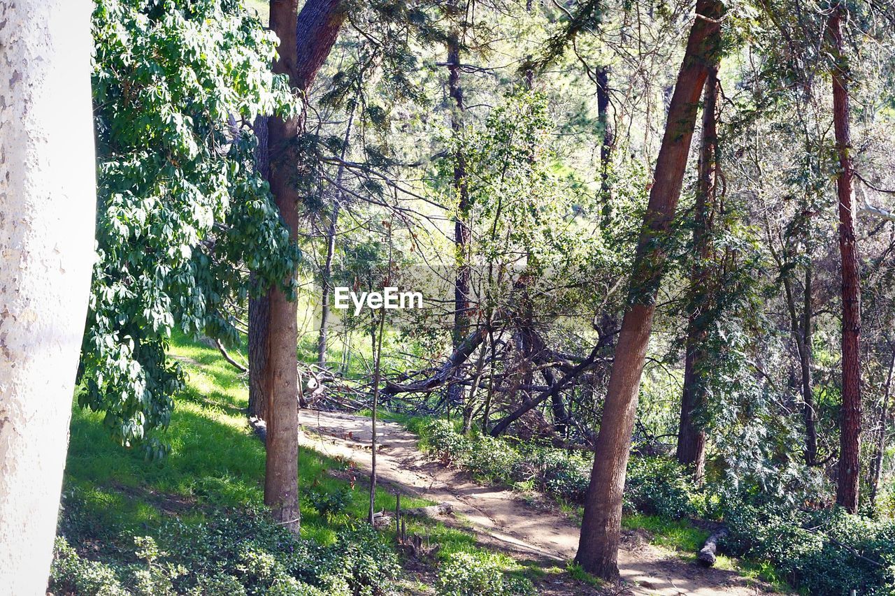 VIEW OF TREES IN FOREST