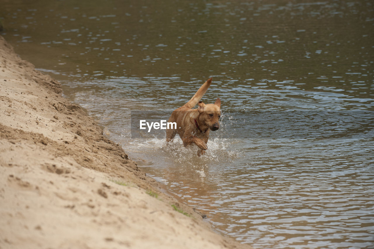 animal themes, animal, one animal, mammal, dog, water, canine, domestic animals, pet, beach, motion, nature, sand, no people, wet, day, running, carnivore, outdoors, land, golden retriever, lake, brown, wildlife