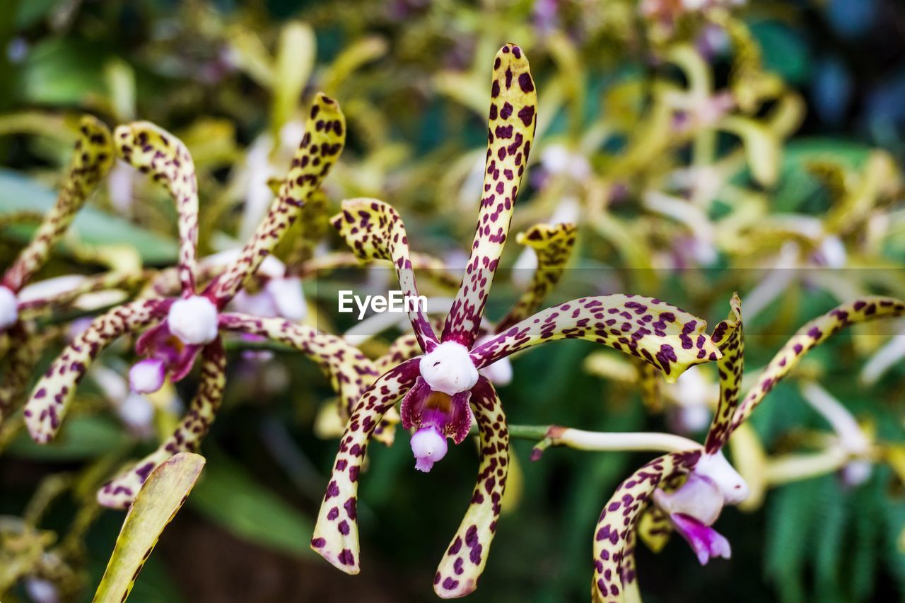 Close-up of flowers blooming outdoors