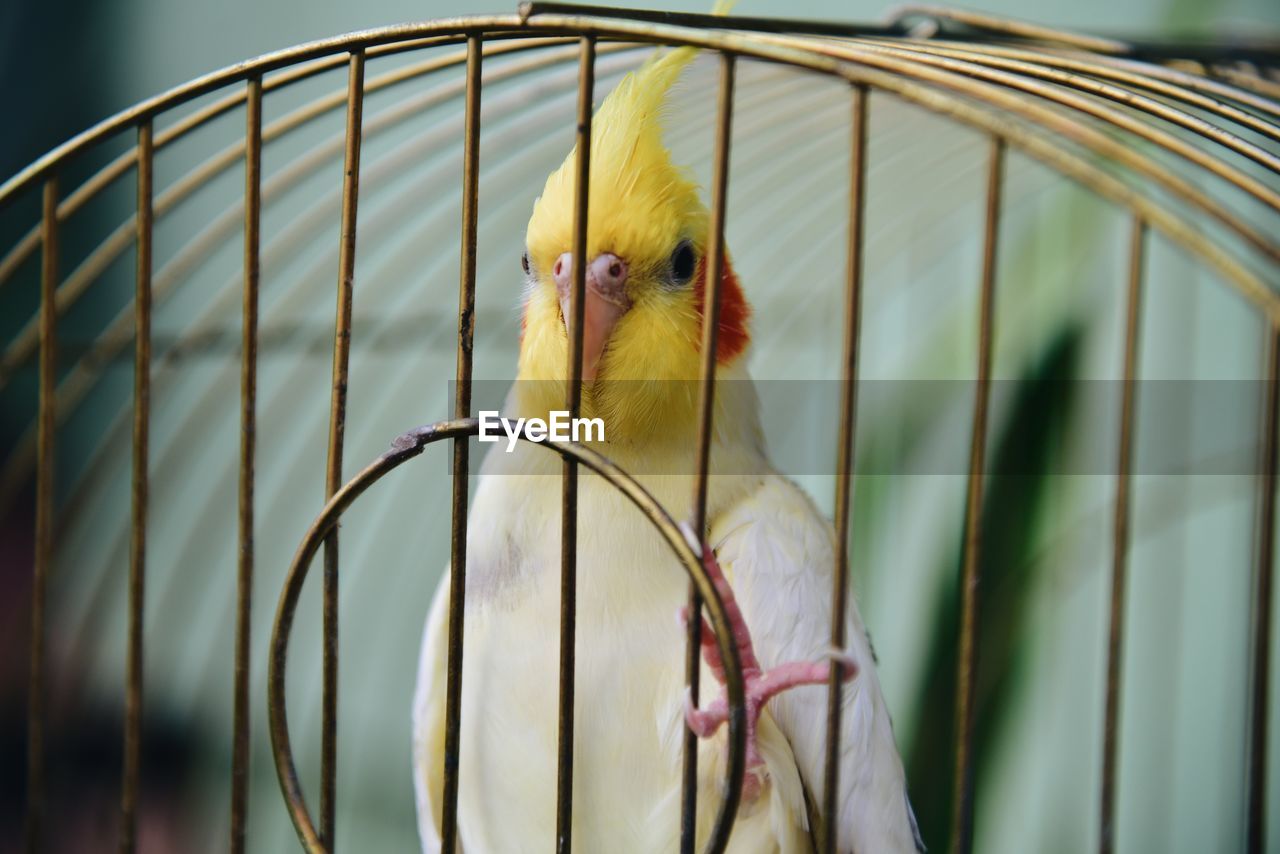 Close-up of parrot in cage