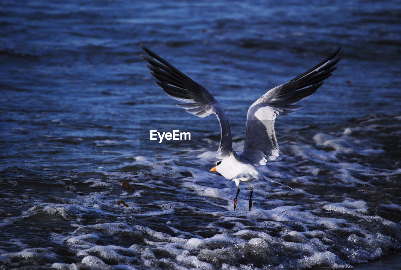 Seagull flying over foamy ocean waves 