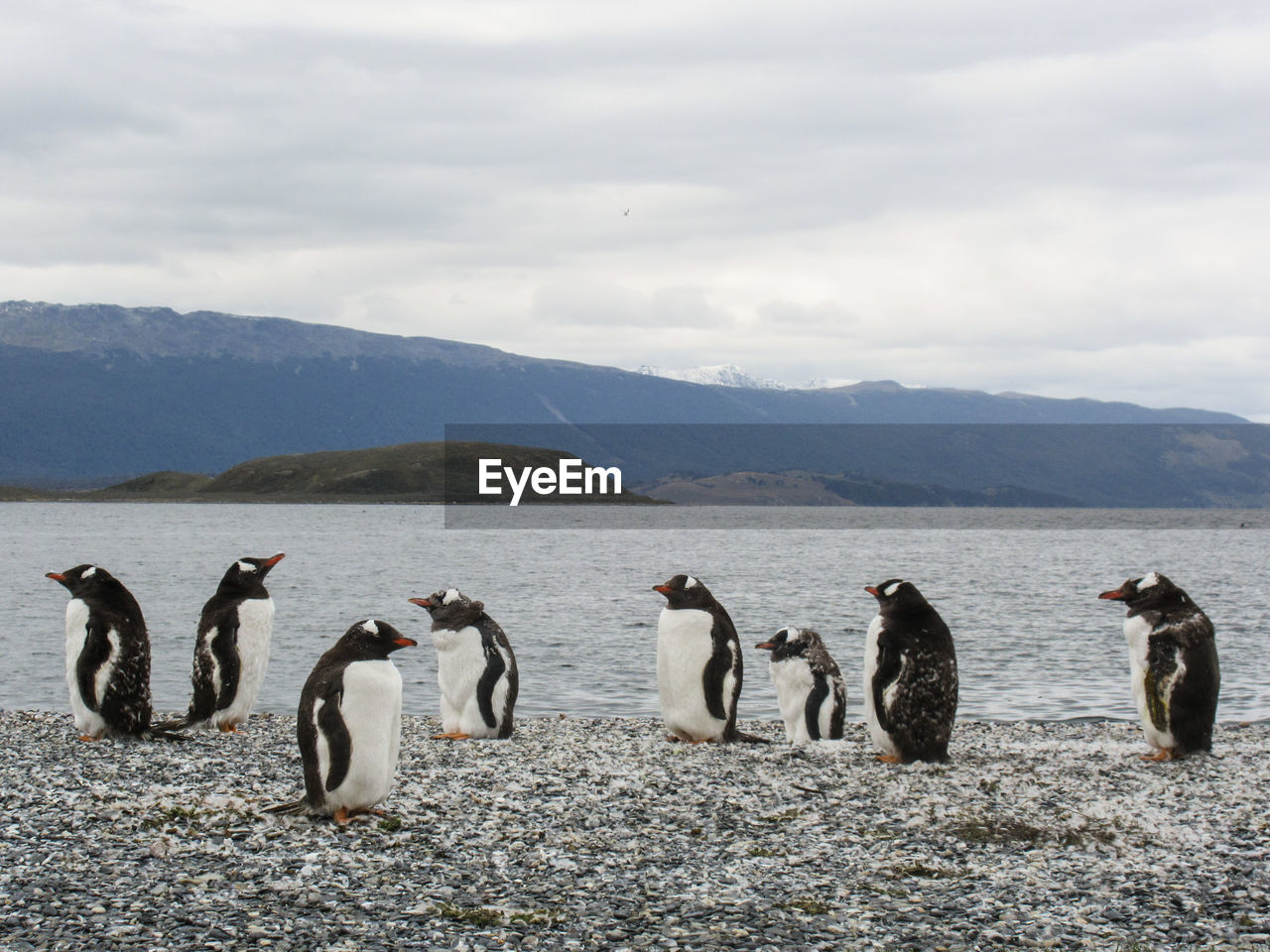 Penguins against river